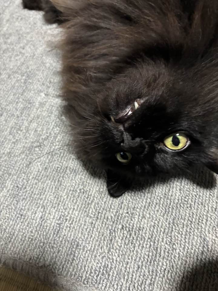 フェス挑戦 うるさいな😾😤静かにしてや😮‍💨ちょこ🐈‍⬛