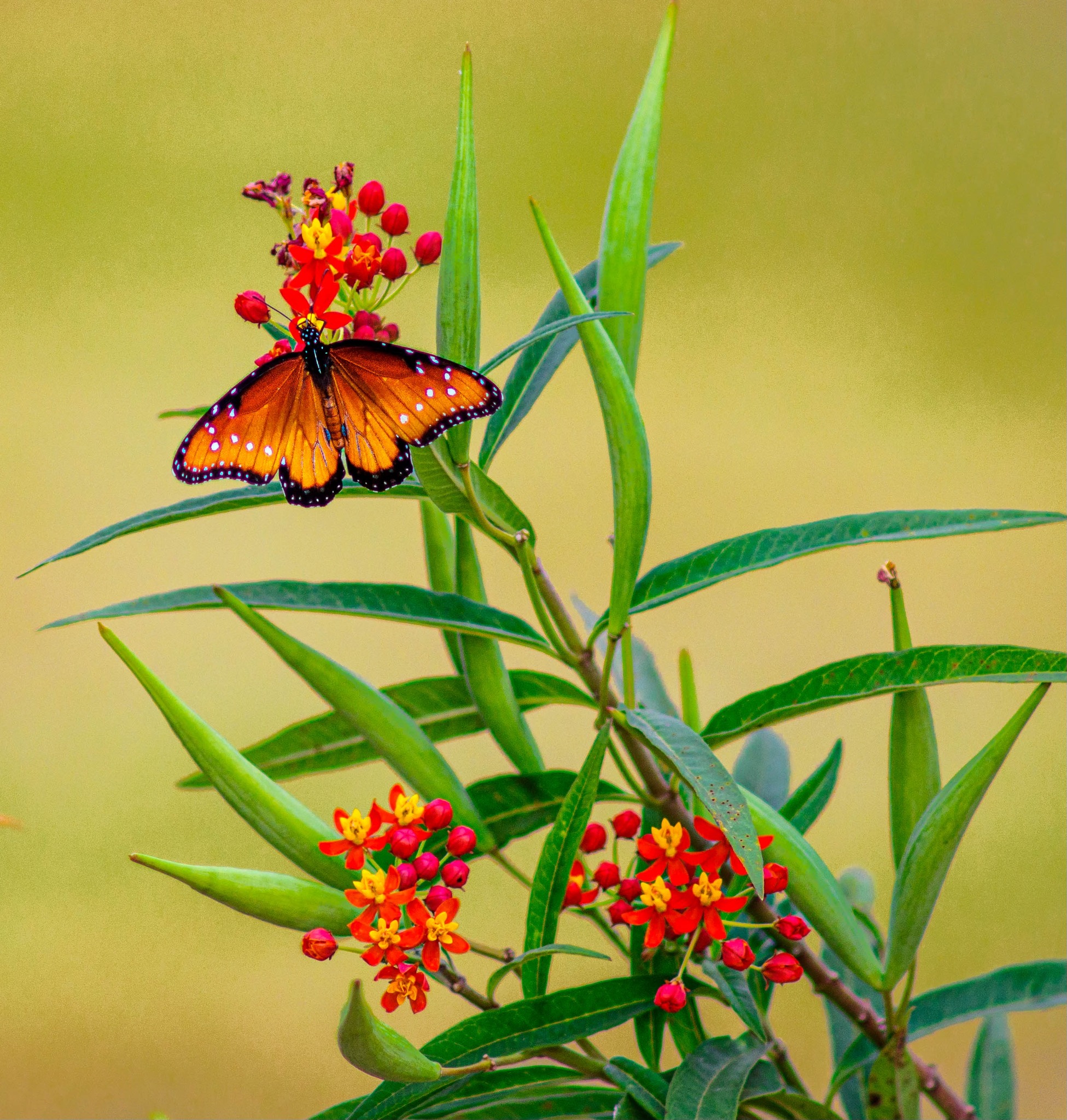 Butterfly KAZAN Weight: 85-95g. +/- Sized: 150 x 157mm. Thickness 