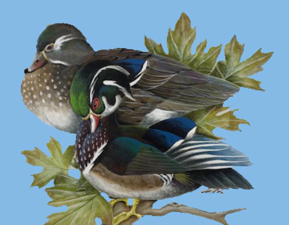 M.R. - Celebrating 35+ YEARS🎉 . Did you know M.R. Ducks is celebrating ...