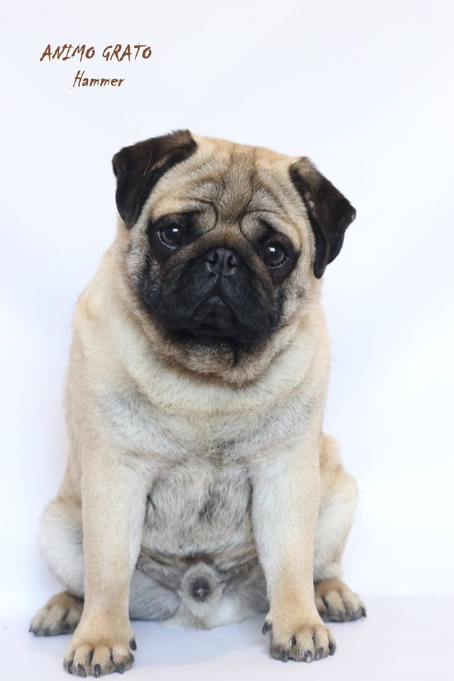 Kennel Pug 
