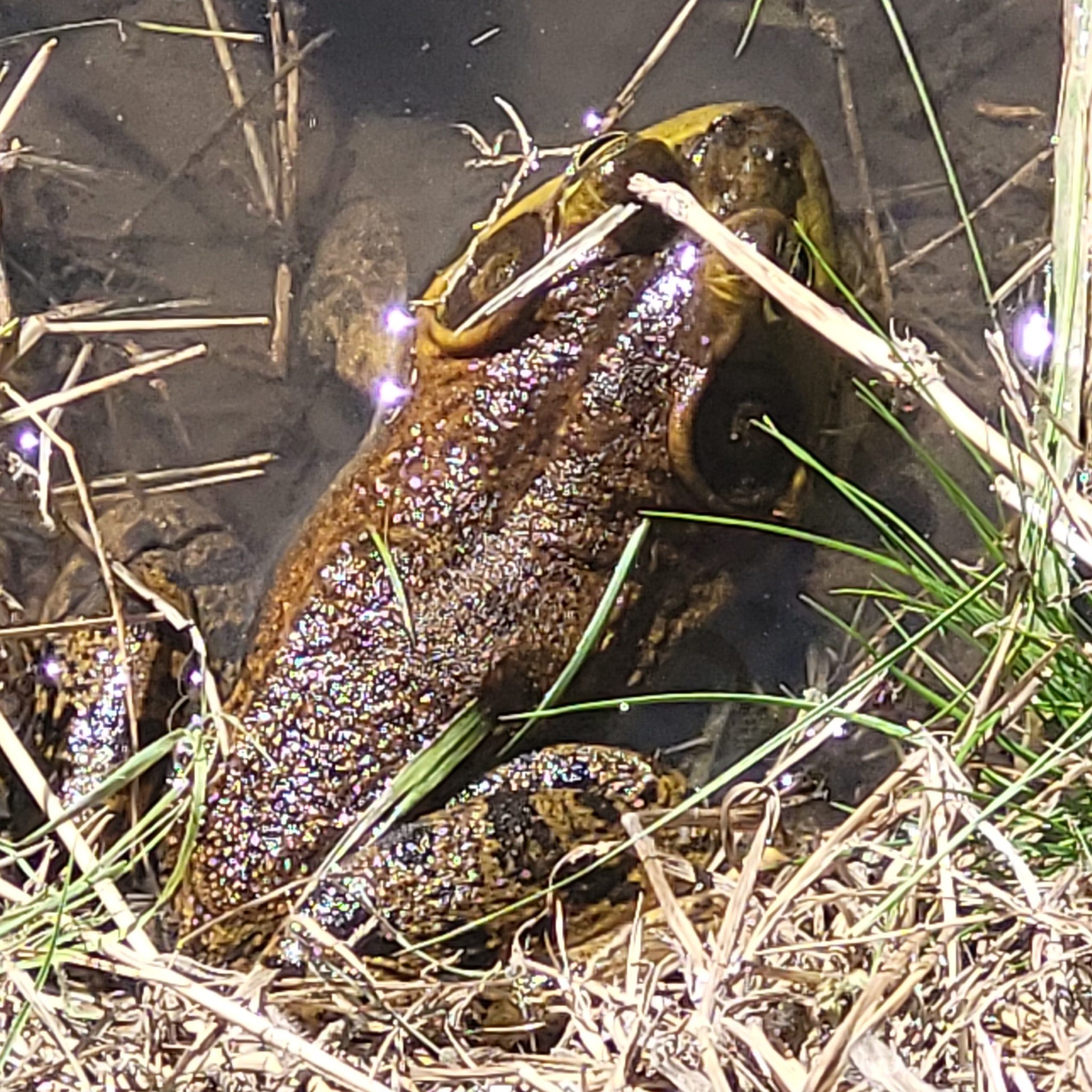 Big ol frog at Ed Wyldes Peach Orchard in Lenore Idaho!