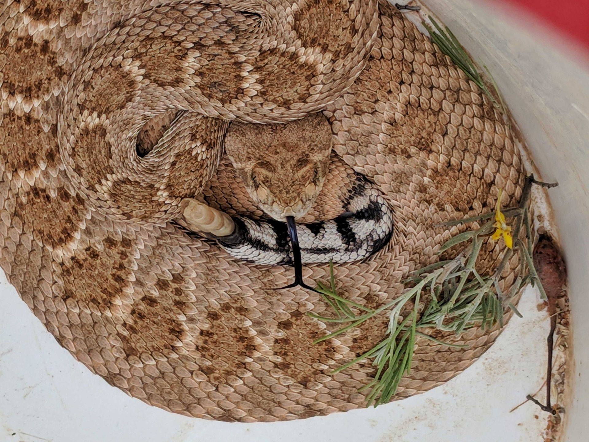 This old Western Diamondback Rattlesnake had survived a very long