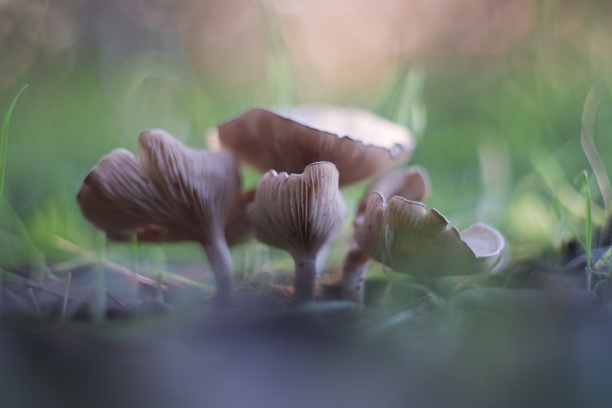 Steinheil Quinon 55/1.9 lens review and comparison