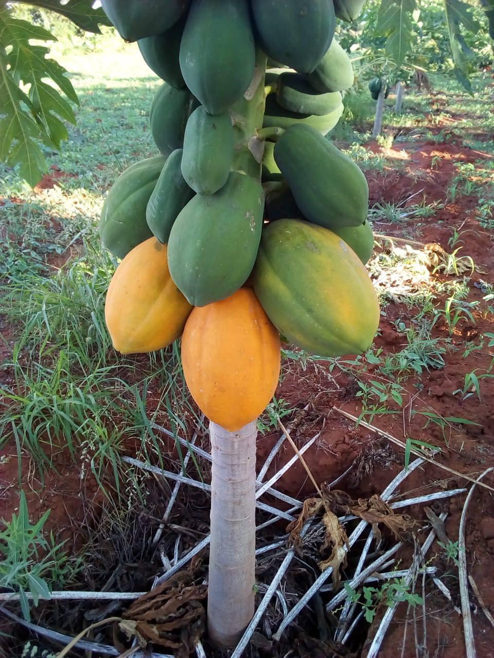 Mbusi Farm | Nairobi