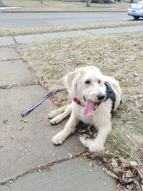 The Daily Dog featuring Stuart!... - Coco's Heart Dog Rescue