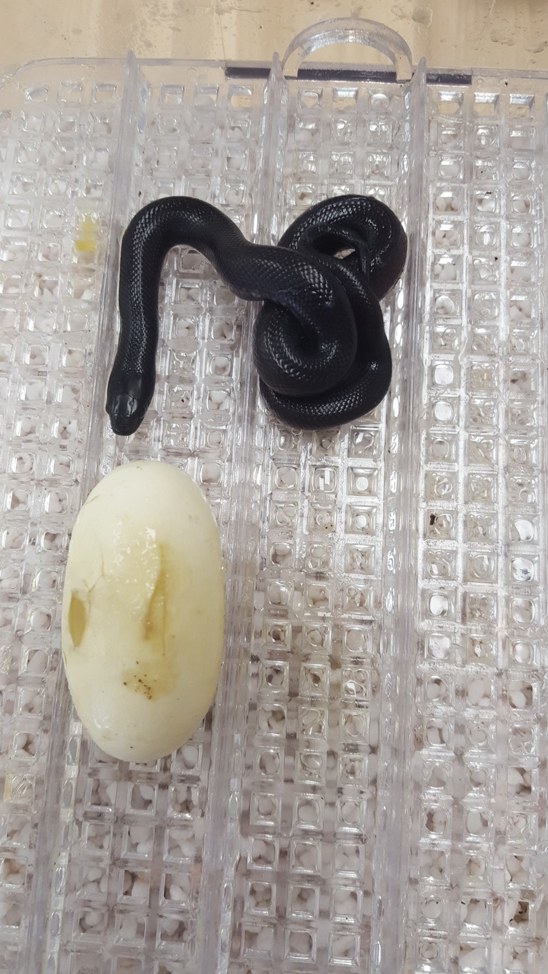 Curated visual reference: Picture Idea: Snakecanyon Black Mexican Kingsnake Hatching