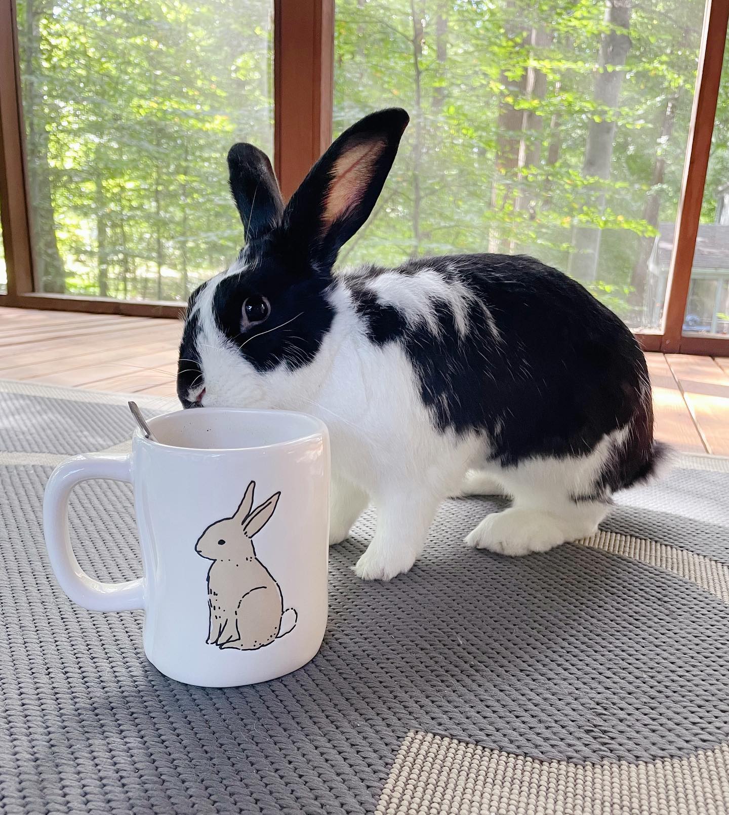 What is this nutty, magic juice... - Oreo the bunny rabbit | Facebook