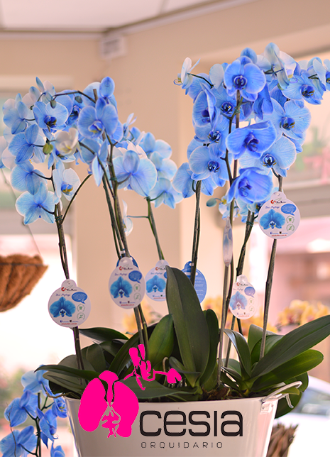 orqu-deas-para-mam-no-lo-penses-dos-orquidario-cesia-facebook