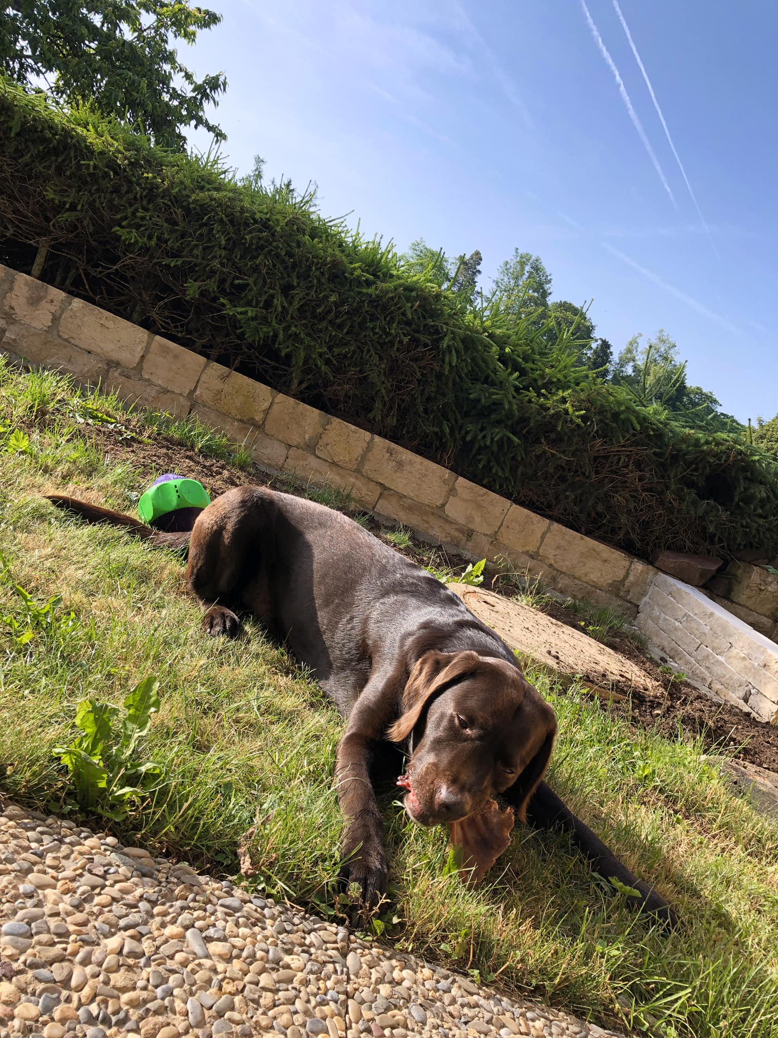 Happy Birthday 🎂🎈 - Labrador Retriever #sam | Facebook