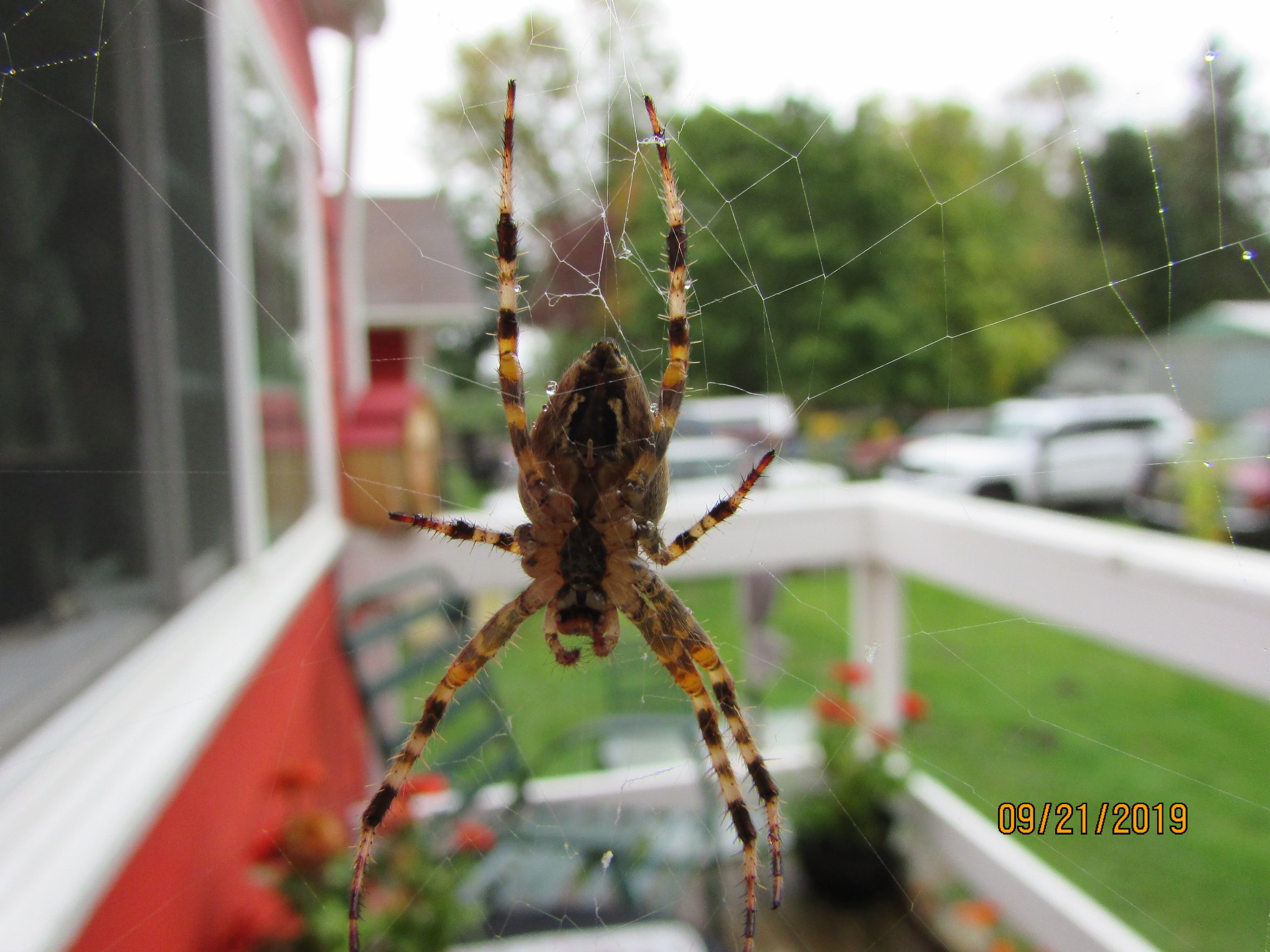 Nice big spider working hard!
