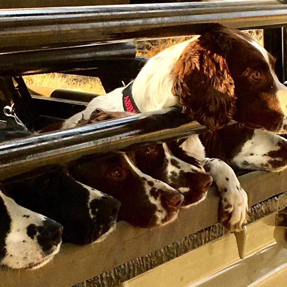 ☀️🐾 IT’S SATURDAY… AND IT’S... - LandenVlei Working Spaniels | Facebook