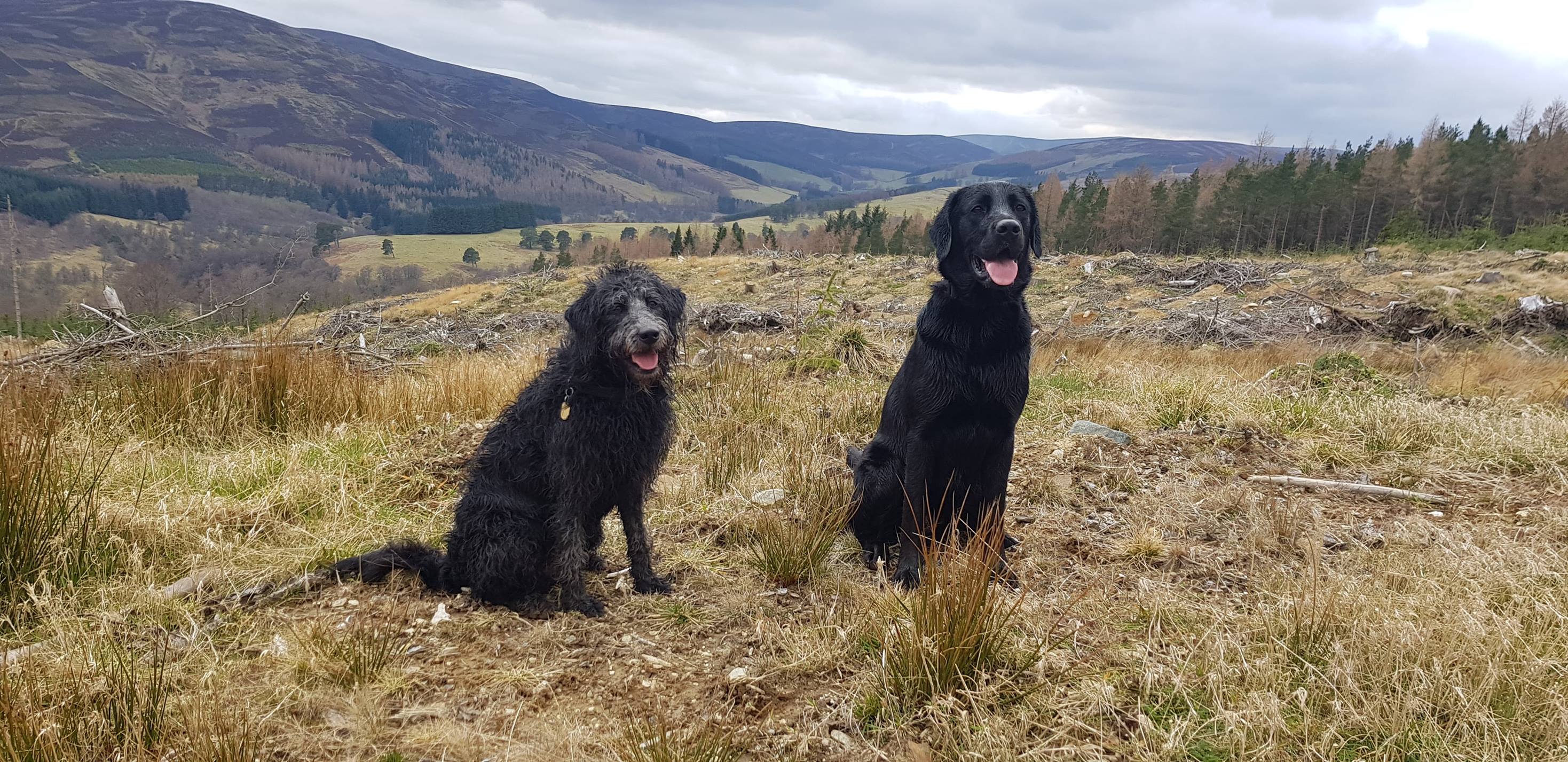This week's Forfar Friday features... - Guide Dogs Scotland