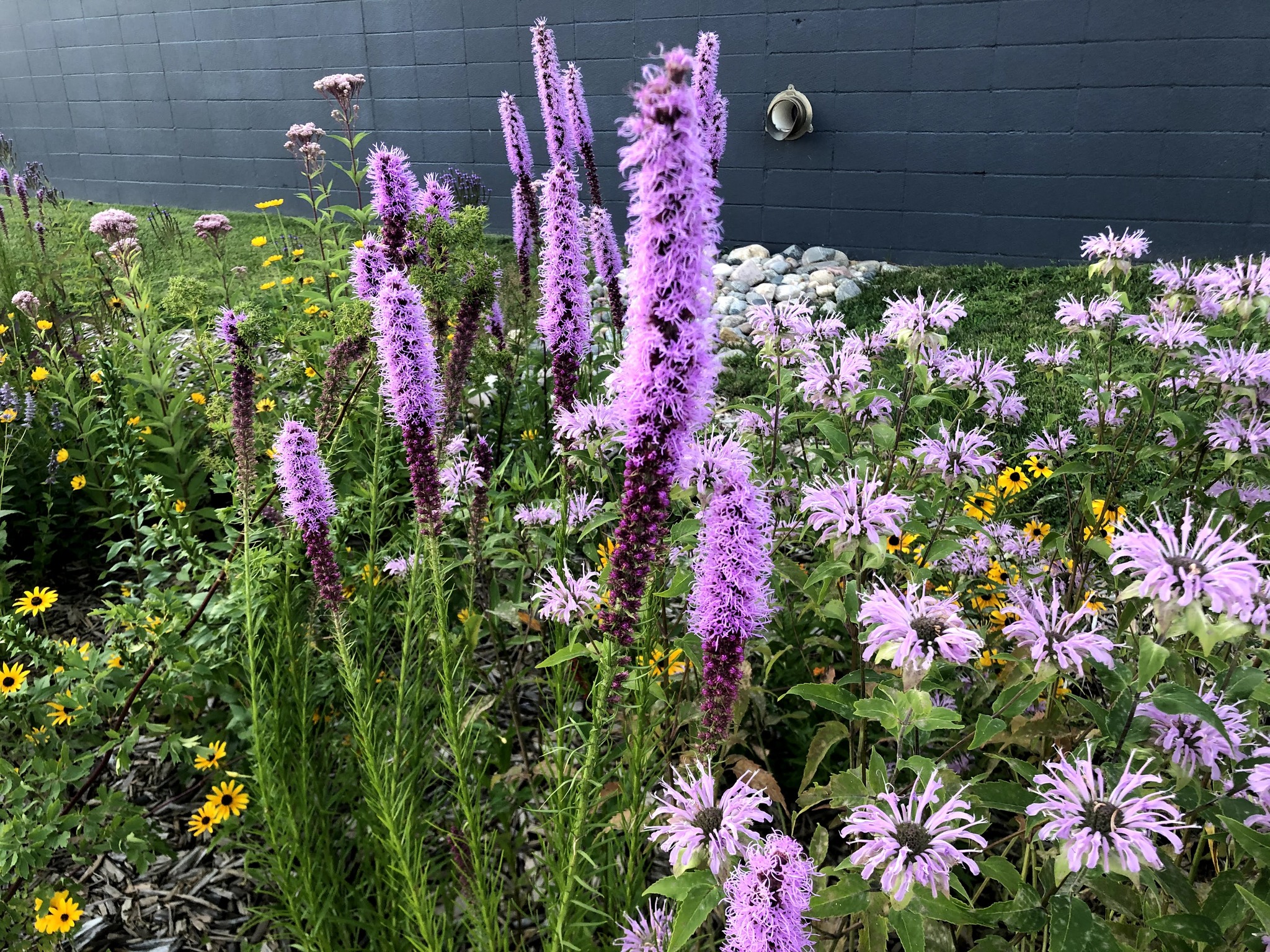 Free Native Plant Day