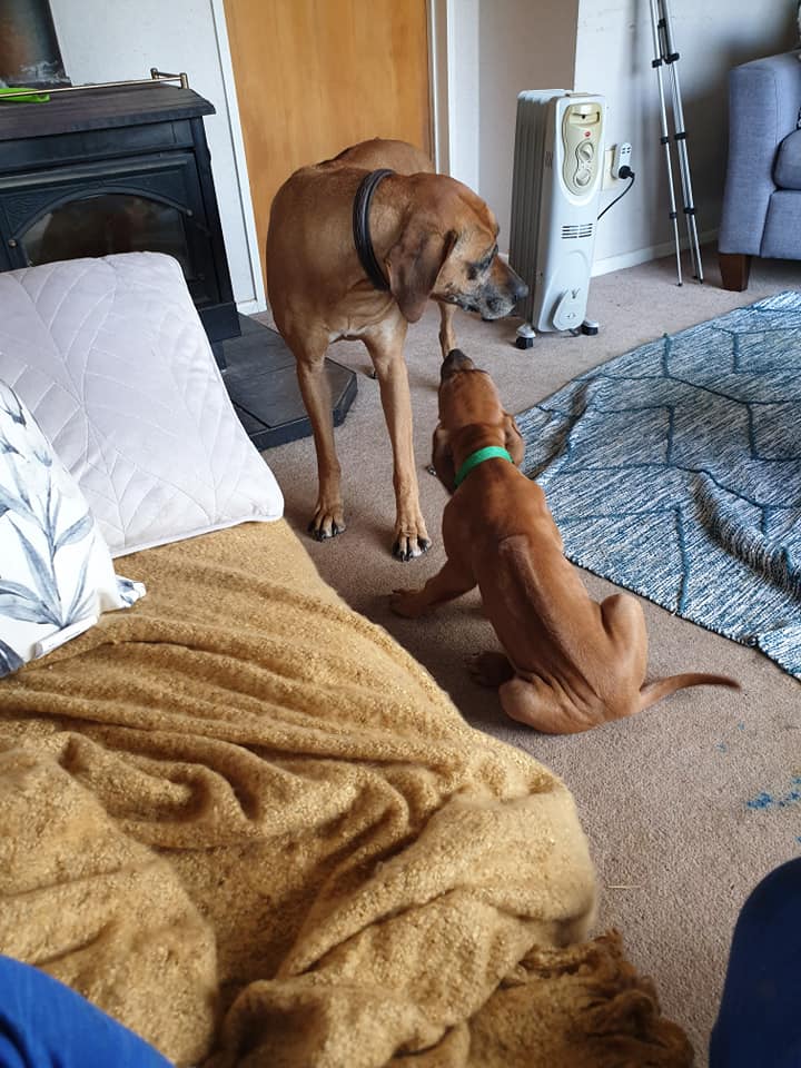 Panorama Ridgebacks | Masterton