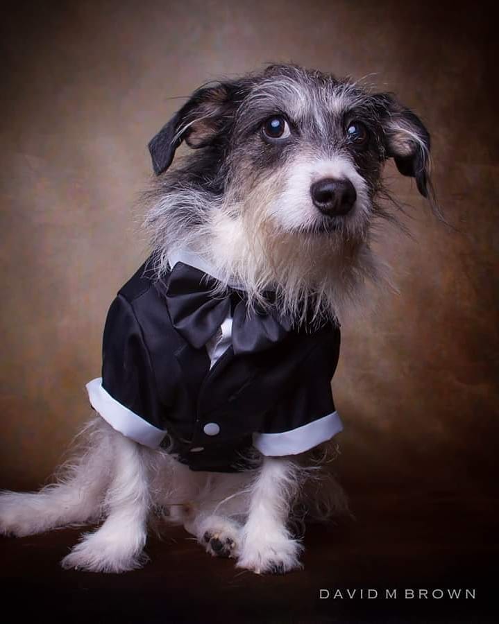 On Tuesday... - Faces of Rescue with Shutter the Wonder Mutt