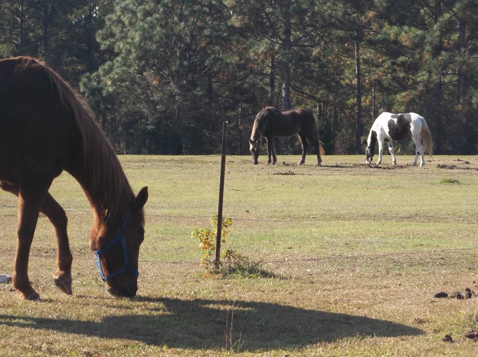 Sandy Ridge Farms | Citronelle AL