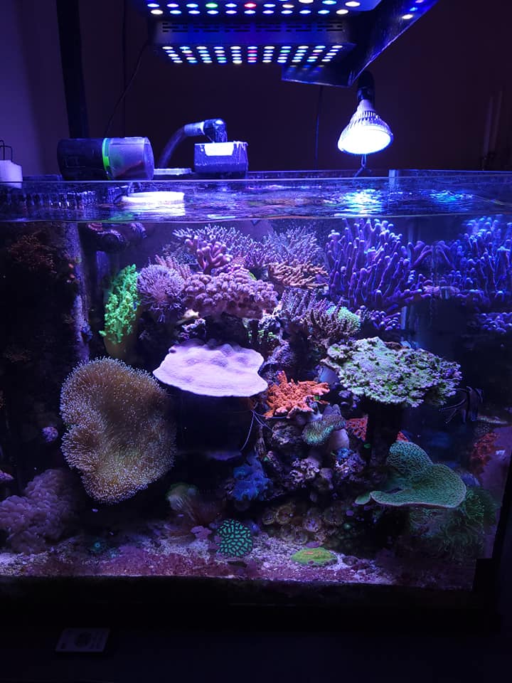 How to set up a 90 gallon soft coral reef tank aquascape?