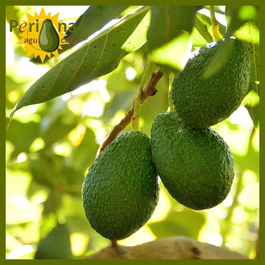 🥑 ¡Del Árbol a tu Mesa! Descubre el... - Periana Aguacate | Facebook