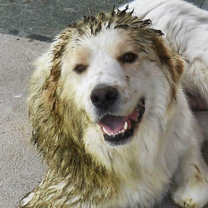 Learning About LGDs: Livestock Guardian Dog Education and Support