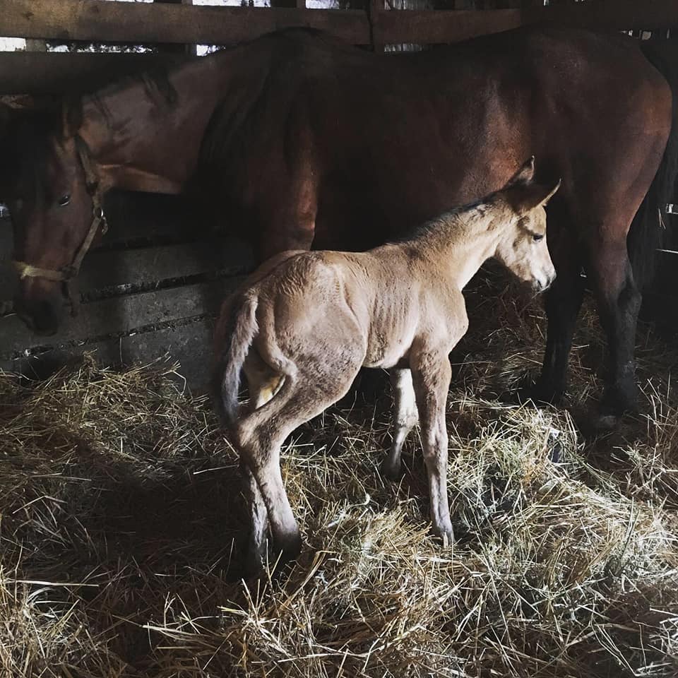 This is our newest... - Red Ridge Ranch Riding Stable | Facebook