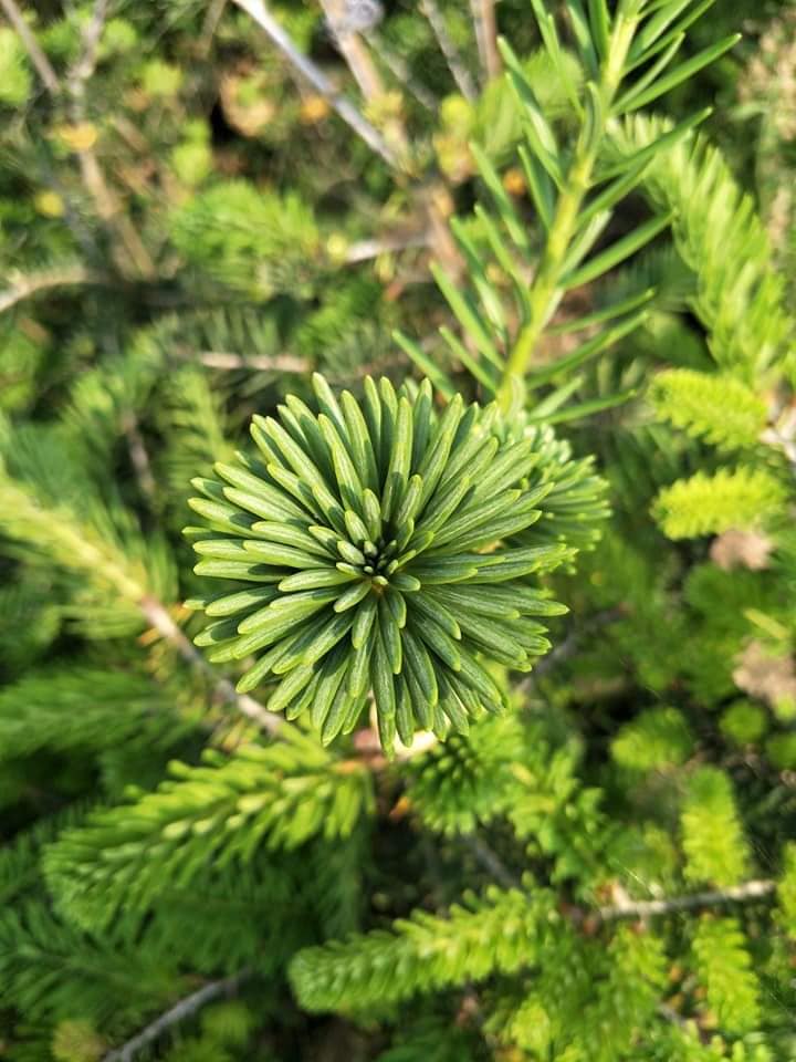 油杉苗圃（珍珠油杉，翡翠油杉，翠玉油杉，圓葉油杉，粗皮油杉，尖葉油杉）。