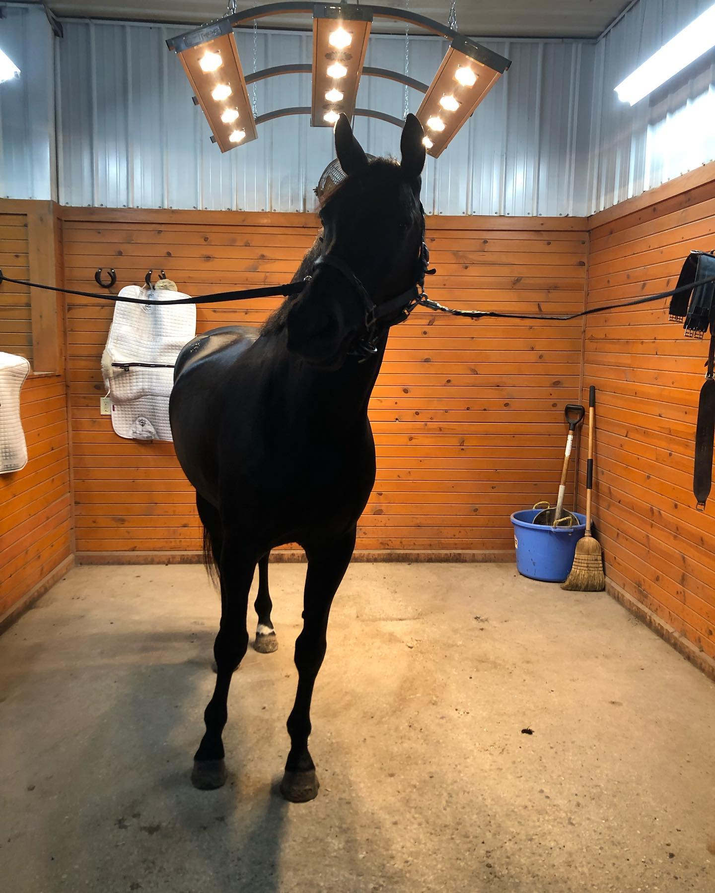 Becky Rutkowski Dressage