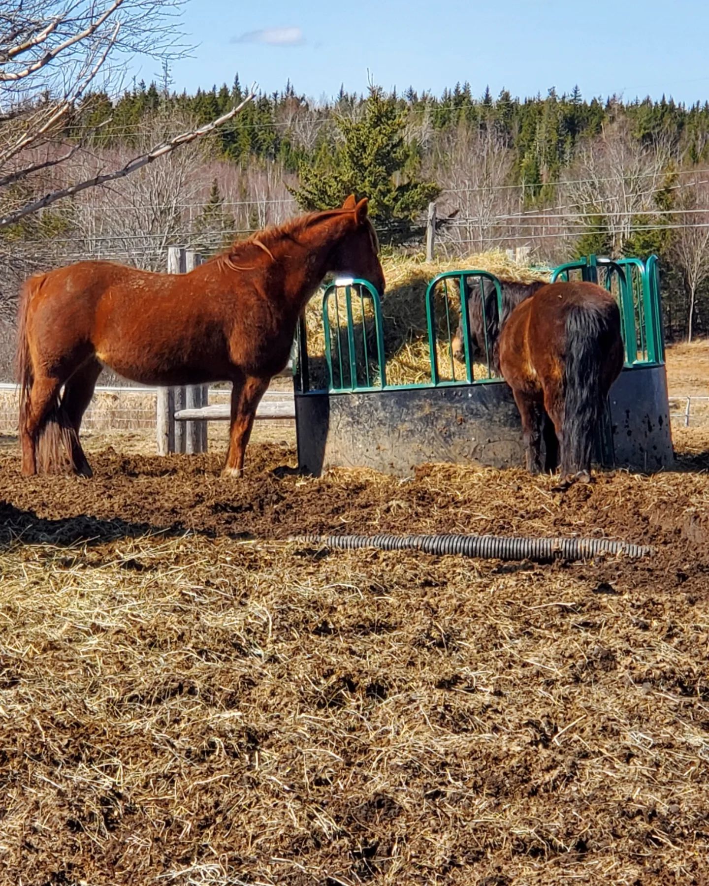 We have some super exciting news to... - Sand Valley Ranch | Facebook