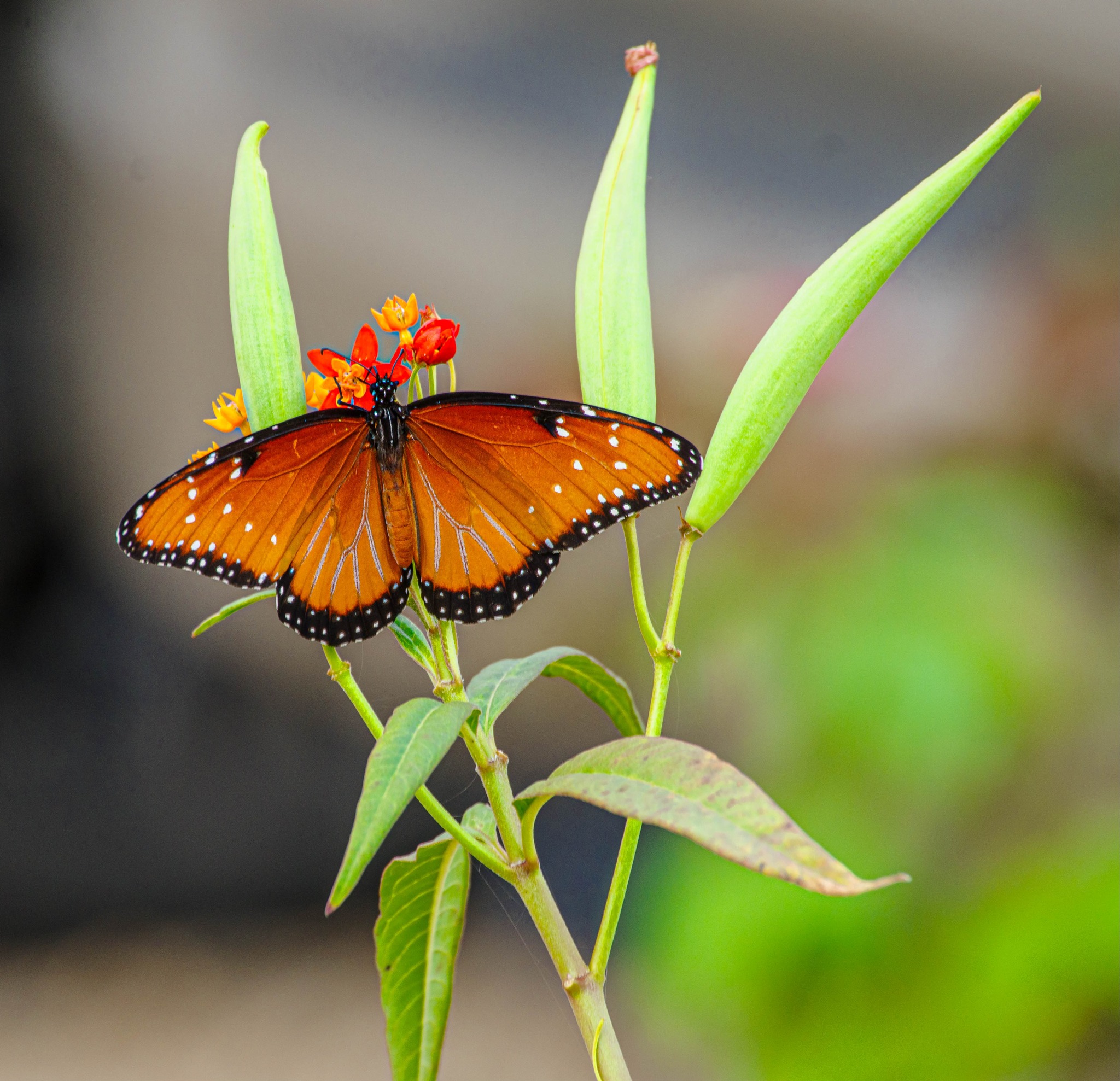Butterfly KAZAN Weight: 85-95g. +/- Sized: 150 x 157mm. Thickness 