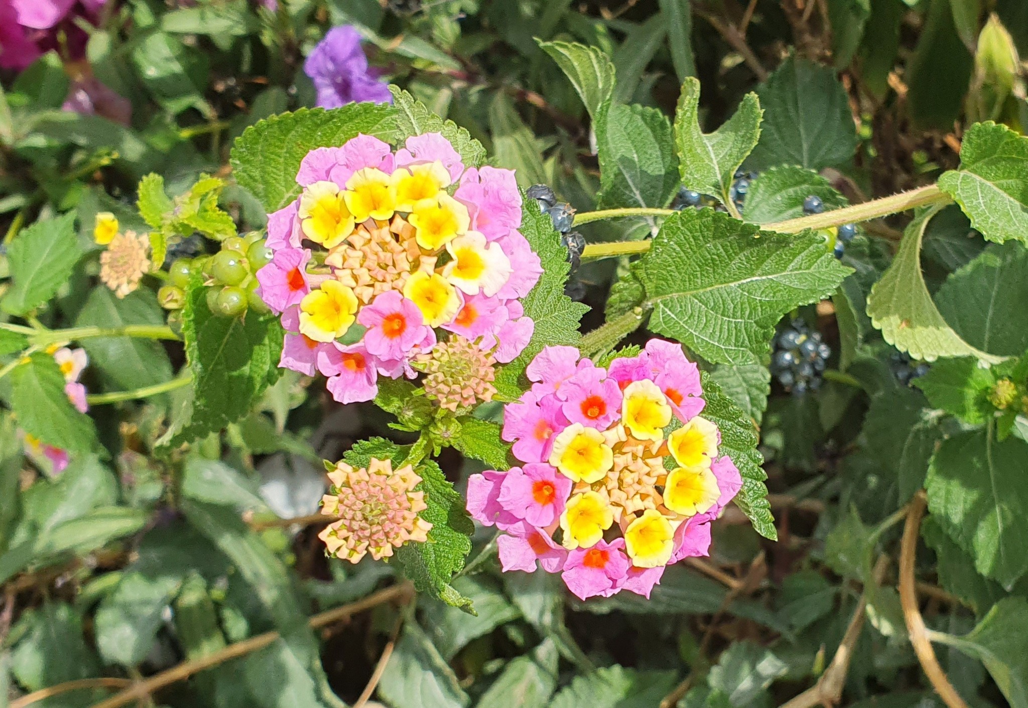 Purple & Yellow Lantana Camara Seeds (20 Pack) – 2025 Harvest, USA Grown, Perennial Flower-370295
