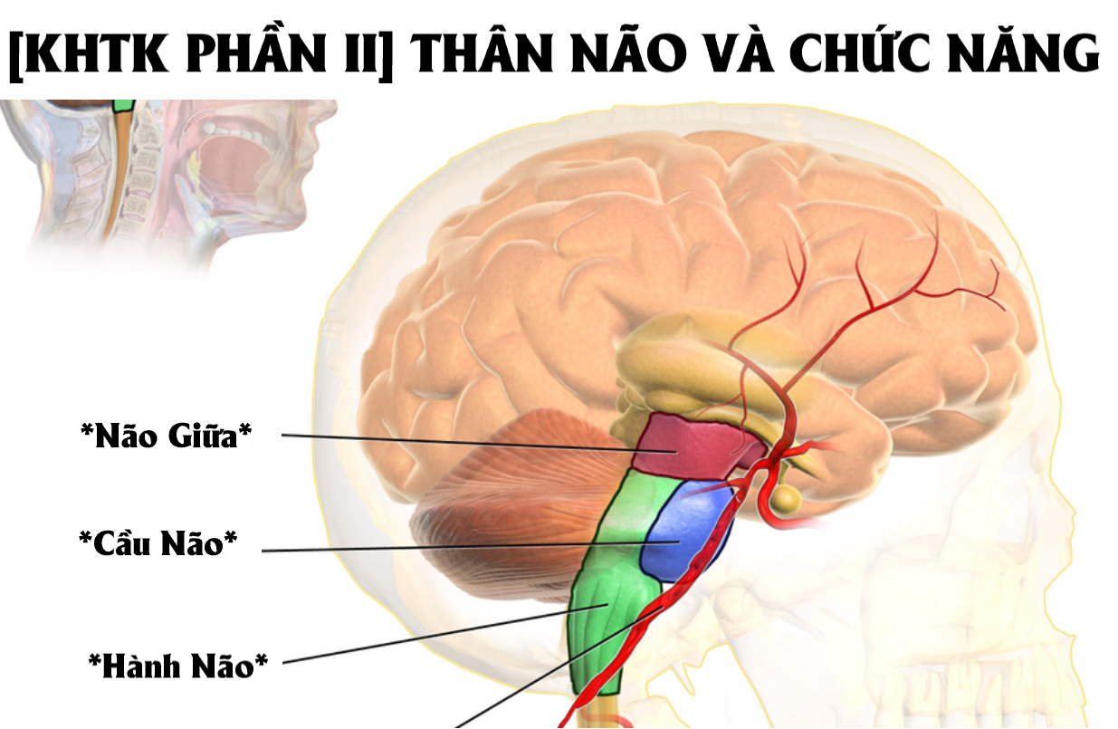 A Happy Introvert - [KHTK PHẦN 2] THÂN NÃO VÀ CHỨC NĂNG LIÊN QUAN Giới ...
