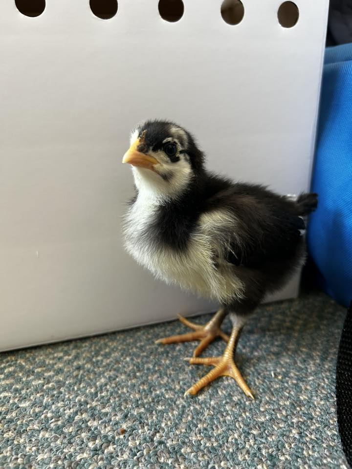 Bought 4 black sex link chicks from tractor supply. The first two