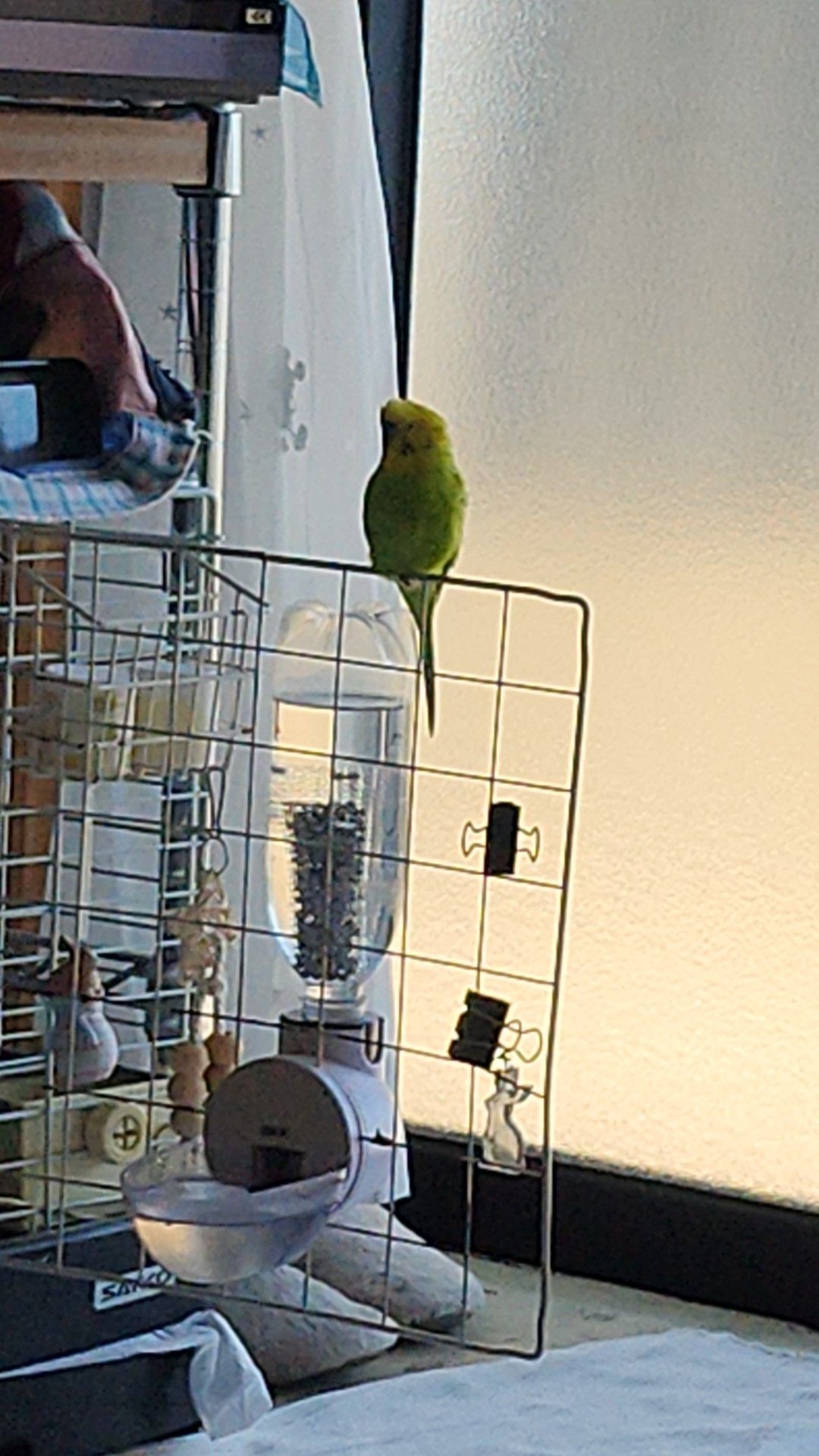インコが大好き | Facebook
