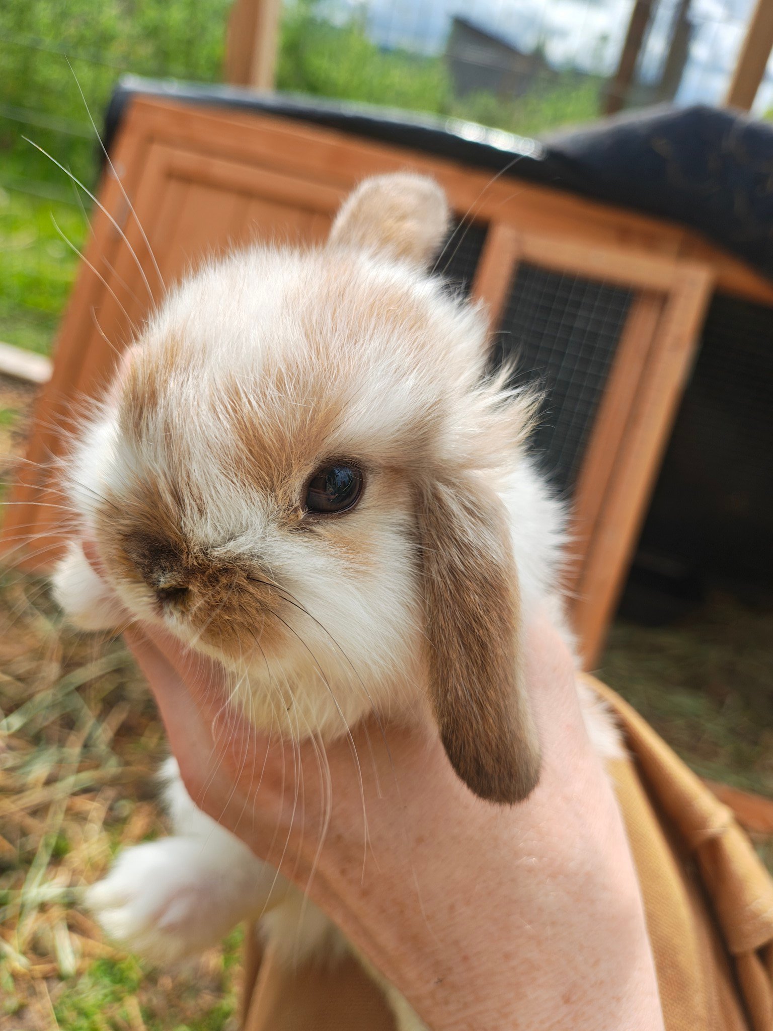 Washington State Rabbit Rehoming & Adoption | Facebook