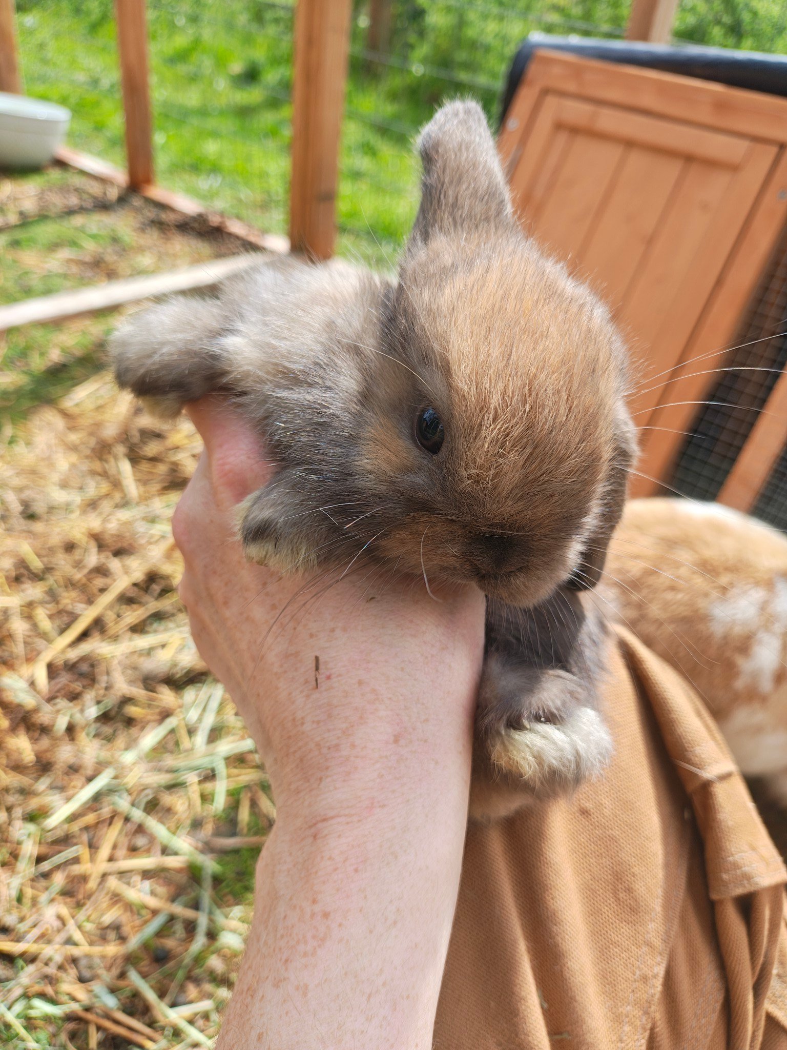 Washington State Rabbit Rehoming & Adoption | Facebook