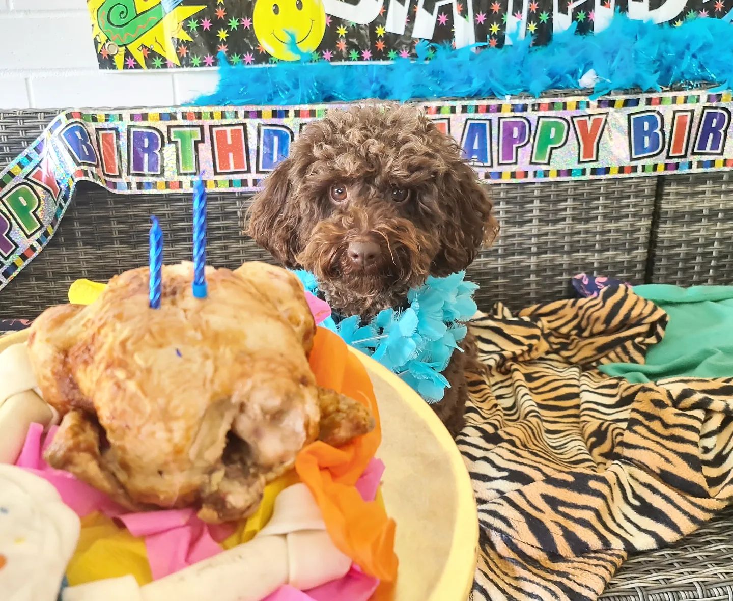 VIP Dog Club - Happy 2nd birthday Banjo! ️📸🎁🎉🎂 Tuesday...