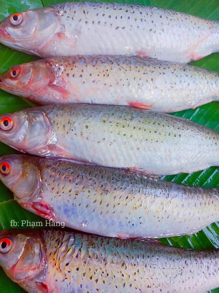 YÊU BẾP (Esheep Kitchen family) | Đây là loài cá rói sông | Facebook