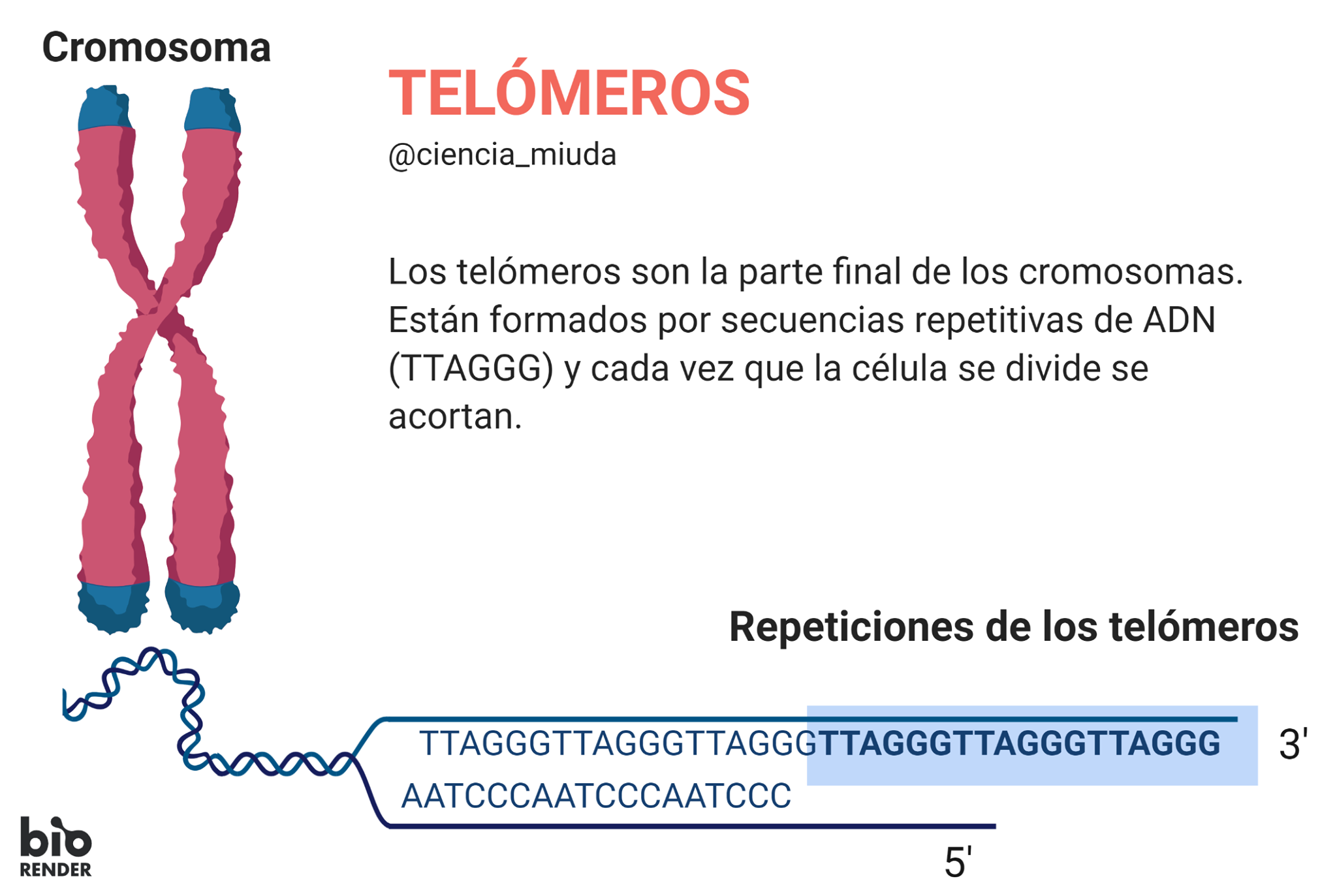 Ciencia Miúda - Los telómeros son la parte final de los... | Facebook