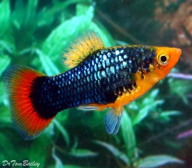 Jafar Aquatics - New fish collection arrived Visit jafar...