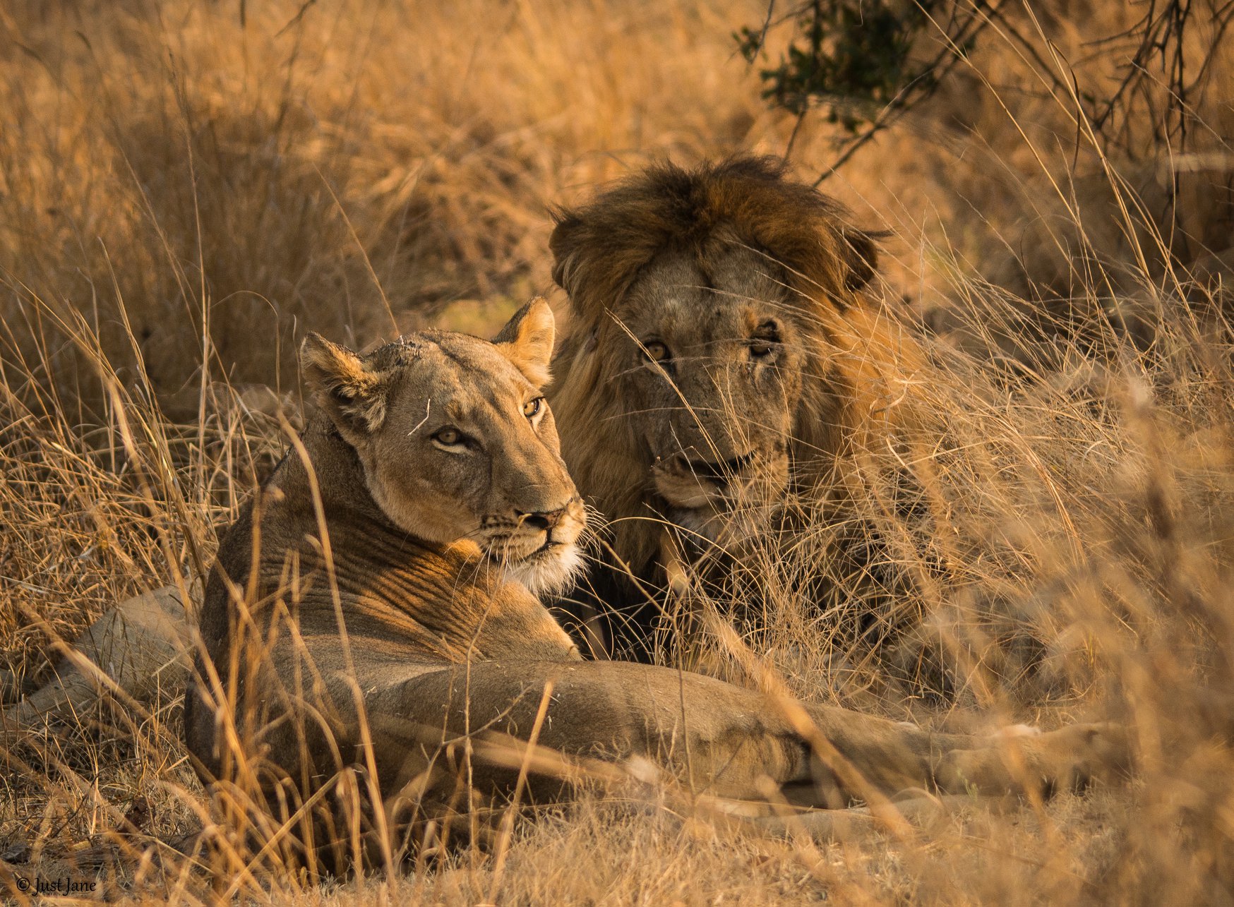 What is more beautiful than being... - Mapunga Bush Camp