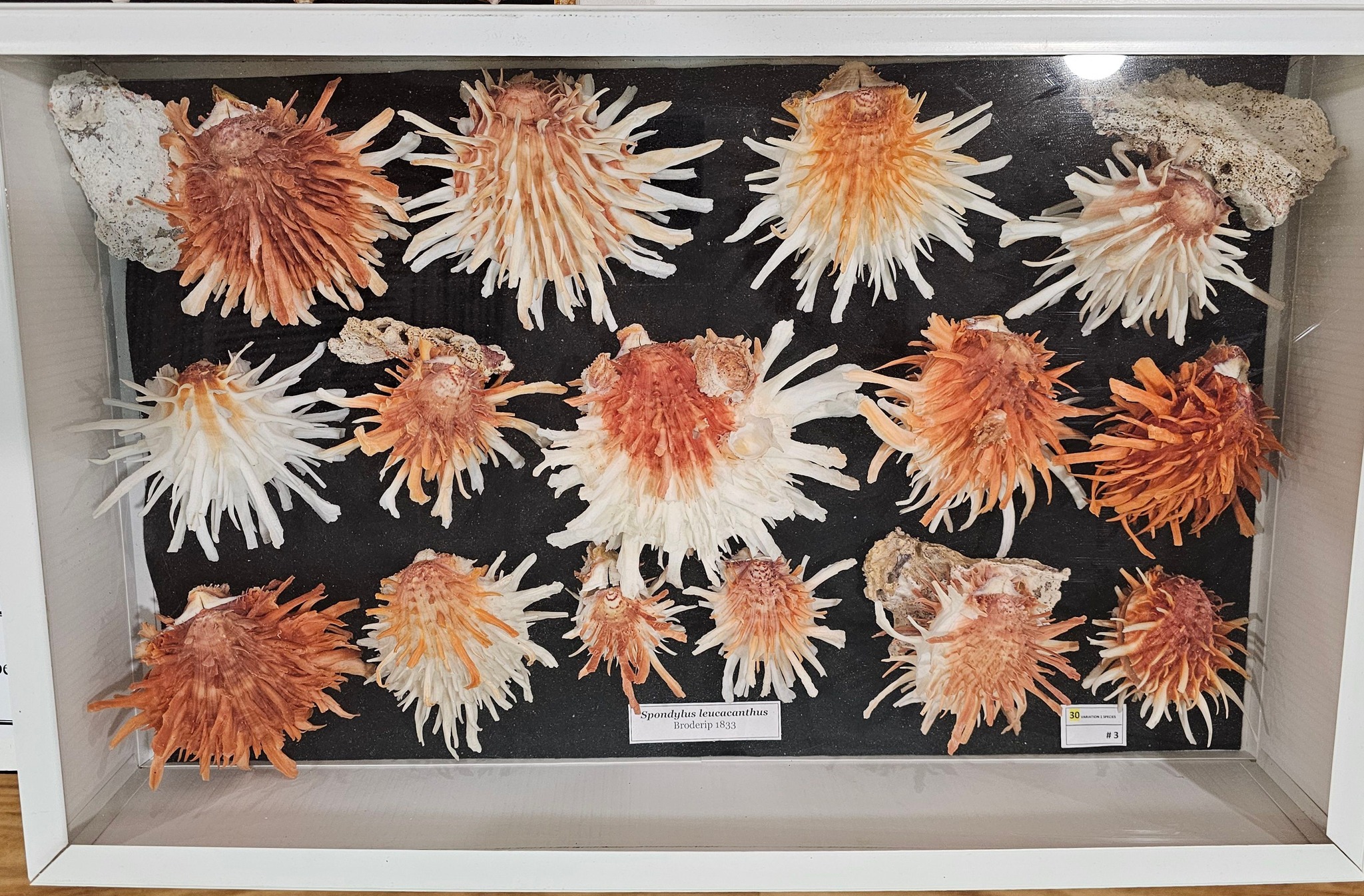 Sea Shells Of The World | Some of the shell displays at the National ...
