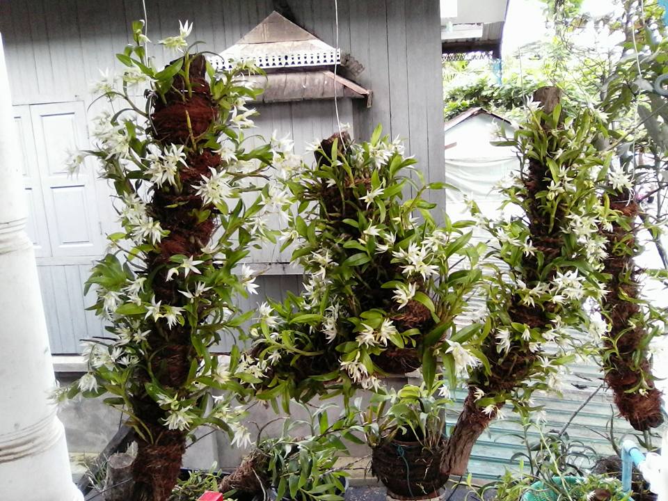 This flower is Royal Orchid of Myanmar (Burma).Tiger lady orchid