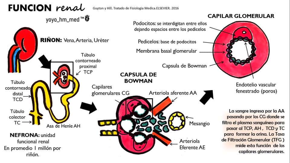 YOYO - La principal función del riñón es crear un hiperfiltrado ...