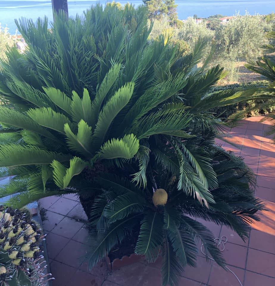 Il mondo delle CYCAS | Buon giorno a tutti come da foto le foglie della ...
