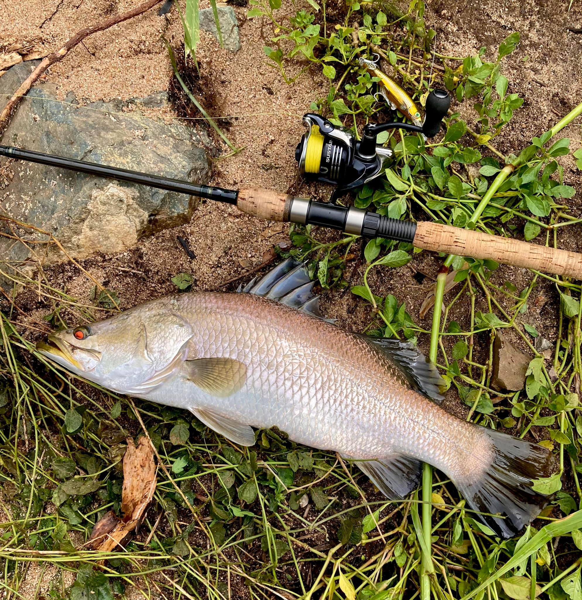 avet raptor reel JX 6/3 MC 2-Speed Lever Drag Casting Left-Hand Silver Youd be hard pressed Color | Reel Size:Green | 1000 First Look: Lew's Mach Abu Garcia maintenance kit