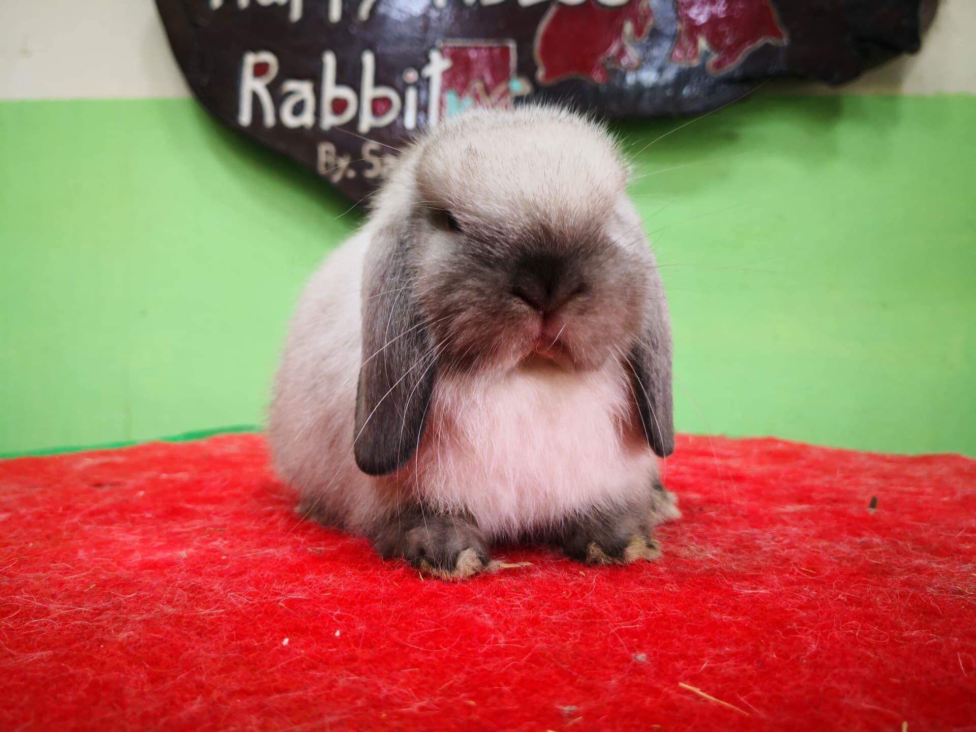 Goofy Rabbits - ฟาร์มส่งรูปเหมยลี่มาอัพเดท 😍😍 อายุ 39 วัน 🐰