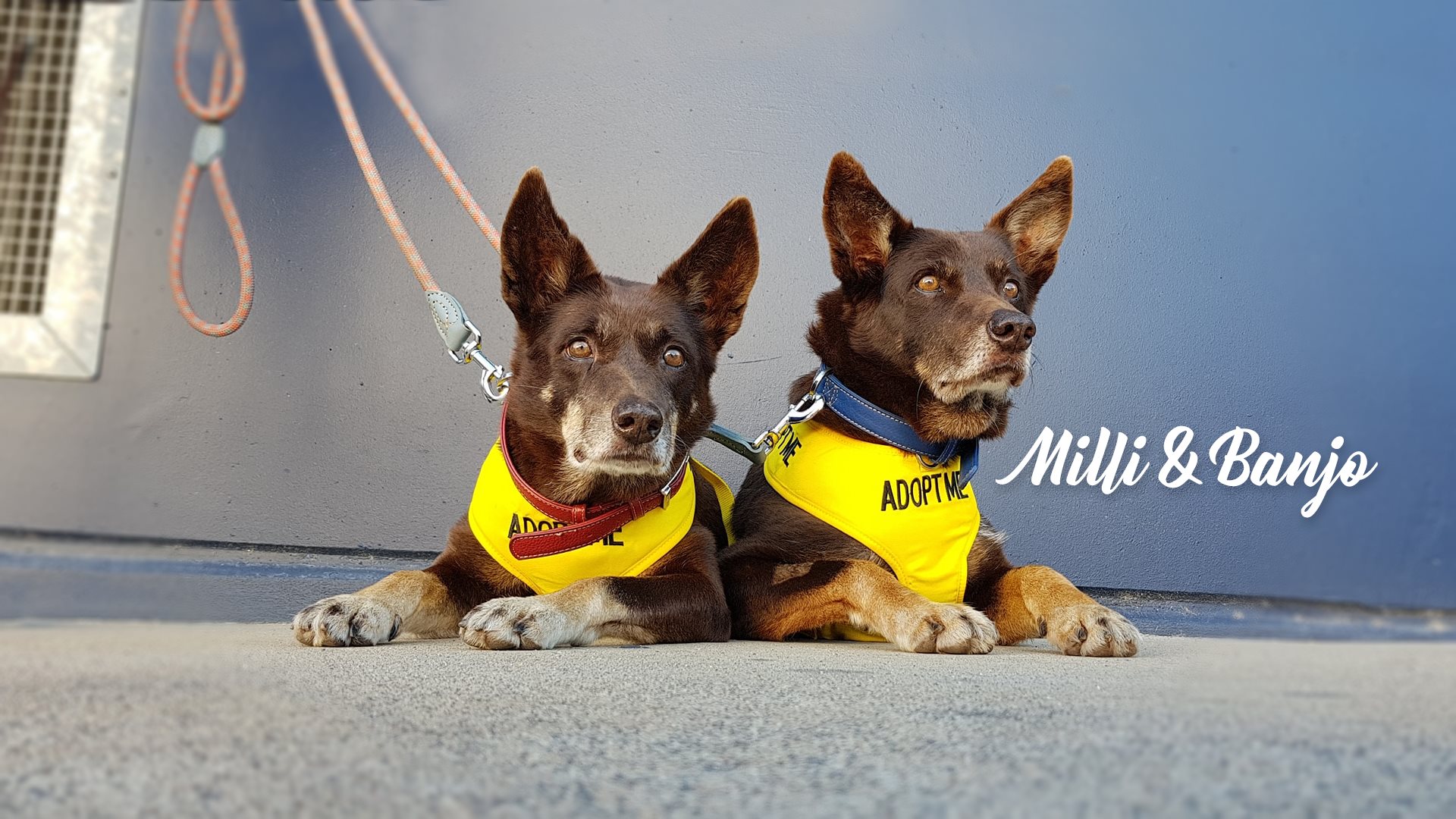 North Qld Animal Rescue Inc. | Cairns QLD