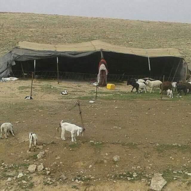 كان البدو يسكنون بيوت الشعر وفي أحد صور البادية من النقب فيسبوك
