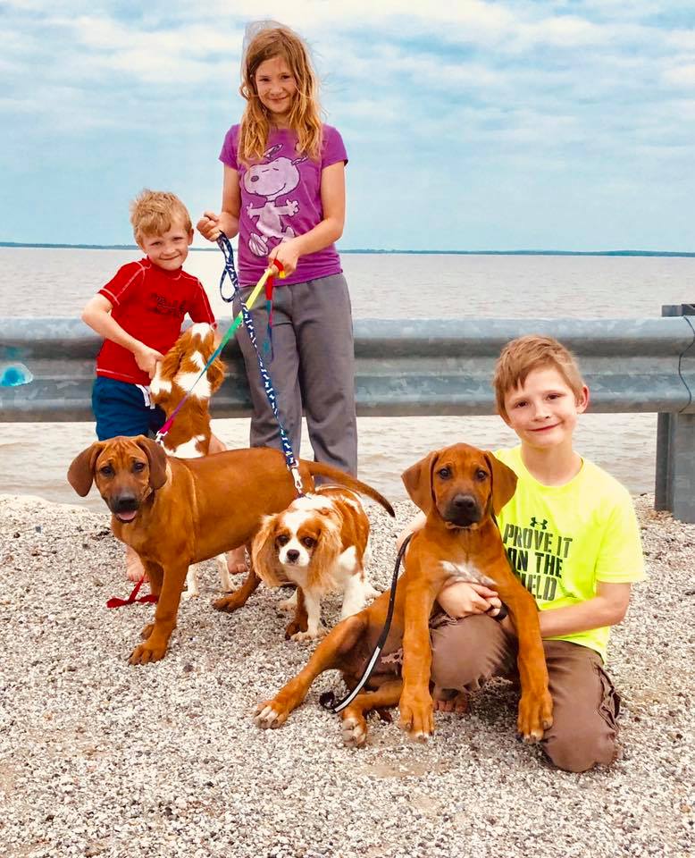 Black Powder Rhodesian... - Black Powder Rhodesian Ridgebacks