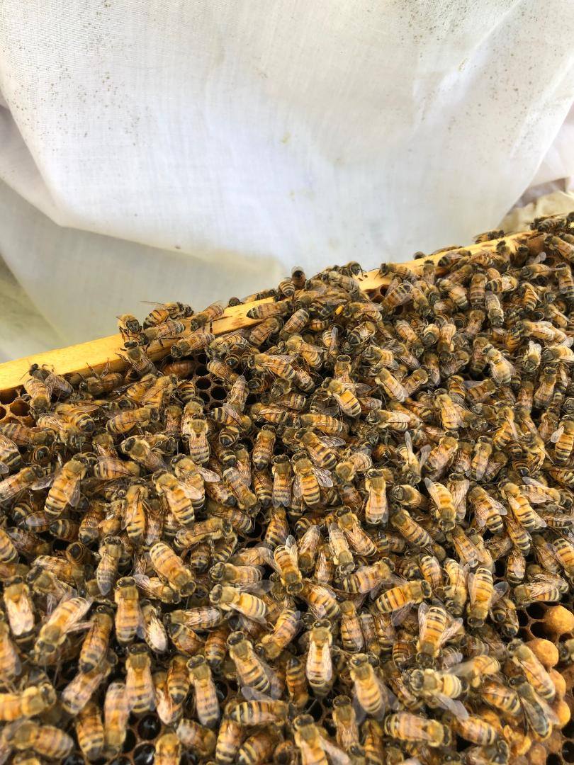 Collinsville Straight Up | Basic Beekeeping Class | Facebook