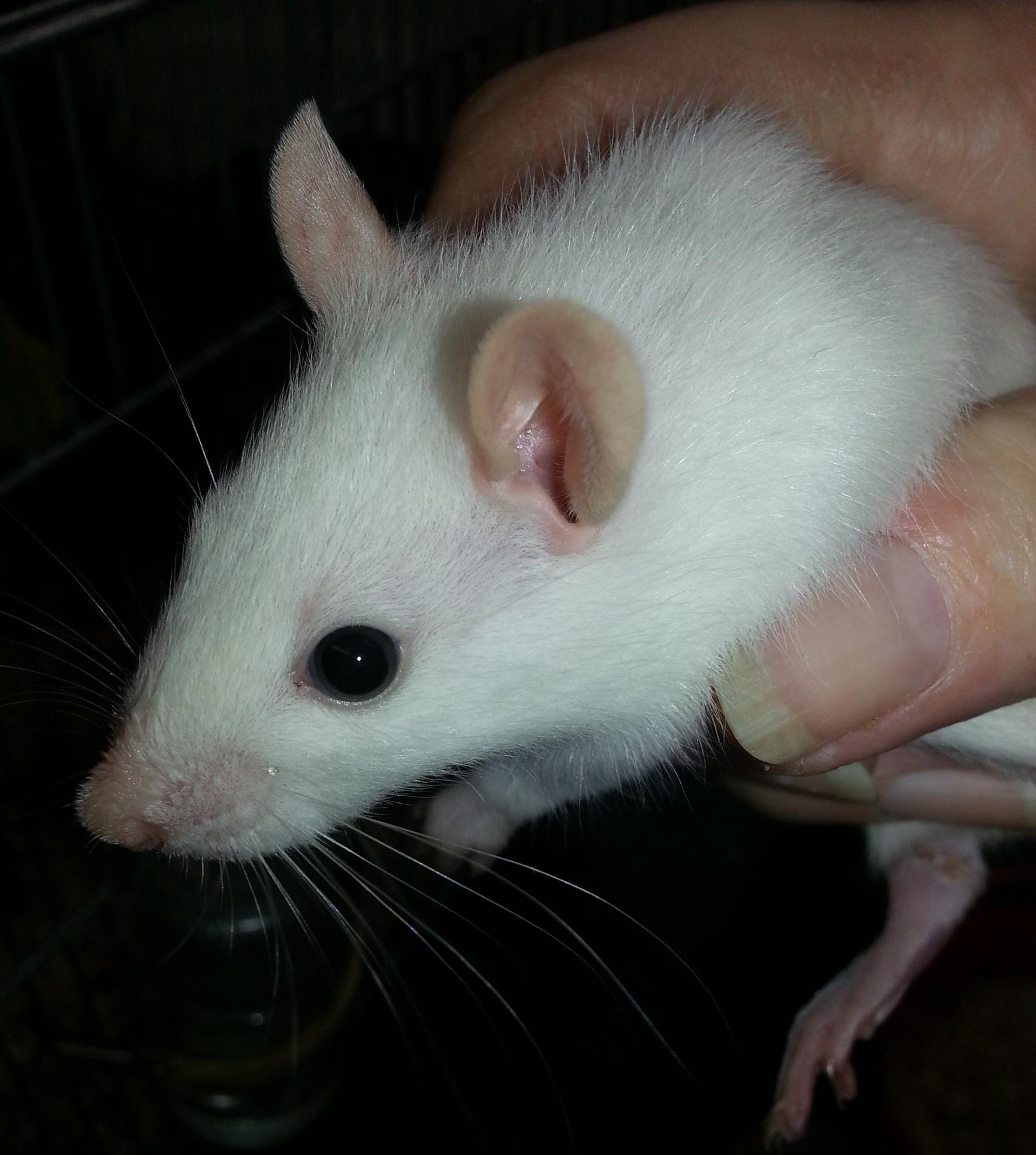 Nutbush Rattery - For sale - baby girl Pic 2. BEW (black... | Facebook